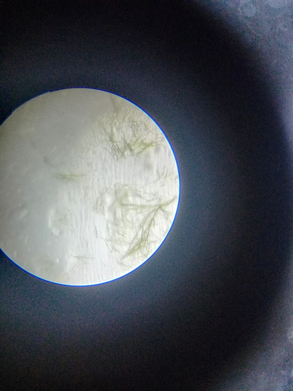 生物,历史,英语,数学,语文